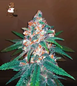 Afghani Strain Regular Marijuana Seeds