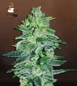 Amnesia Haze Autoflowering Marijuana Seeds