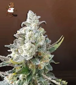 Angel OG Strain Autoflowering Feminized Marijuana Seeds