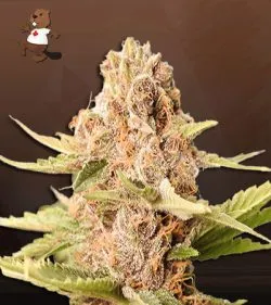 Animal Cookies Strain Autoflowering Feminized Marijuana Seeds