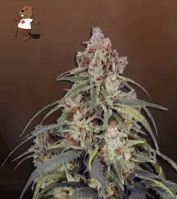 Auto CBDV Strain Marijuana Seeds