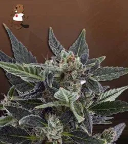 Black Cadillac Strain Autoflowering Feminized Marijuana Seeds