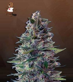 Blue Diesel Strain Autoflowering Feminized Marijuana Seeds