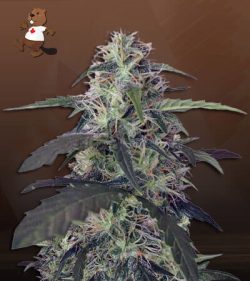 Blue Pyramid Strain Autoflowering Feminized Marijuana Seeds