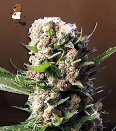 Blueberry Diesel Strain Autoflowering Feminized Marijuana Seeds