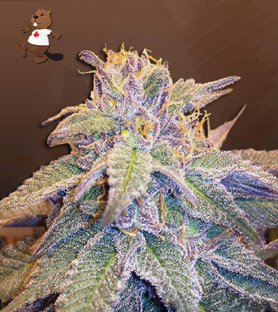 Blueberry OG Strain Feminized Marijuana Seeds
