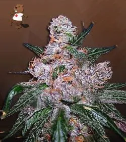 Blueberry Regular Marijuana Seeds