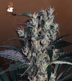 Blueberry Yum Yum Strain Autoflowering Feminized Marijuana Seeds