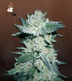 Bubba Kush Feminized Marijuana Seeds