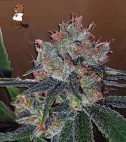 Bubblicious Strain Autoflowering Feminized Marijuana Seeds