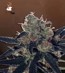 CBD Kali Kush Marijuana Seeds