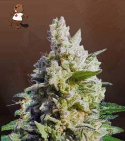 Cali Kush CBD Flower Feminized Marijuana Seeds