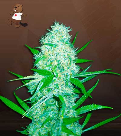 Cali OG Kush x Haze Feminized Marijuana Seeds