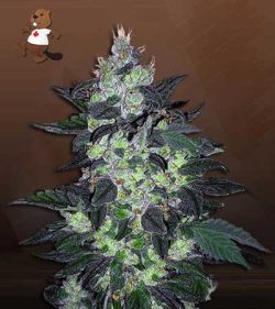 Candy Cane Strain Autoflowering Feminized Marijuana Seeds