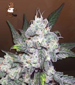 Cereal Milk Strain Autoflowering Feminized Marijuana Seeds