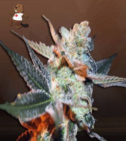 Cherry Lemonade Feminized Marijuana Seeds