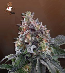 Clementine Strain Feminized Marijuana Seeds