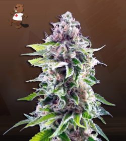 Cookie Haze Feminized Marijuana Seeds