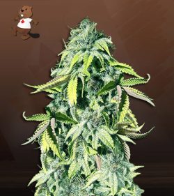 Crown Royale Strain Feminized Marijuana Seeds