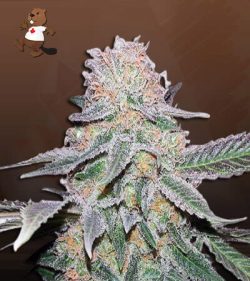Crystal Strain Autoflowering Feminized Marijuana Seeds