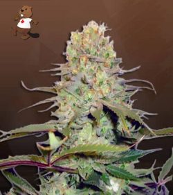 Diamond Kush Autoflowering Feminized Marijuana Seeds