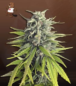 Durban Poison Strain Feminized Marijuana Seeds