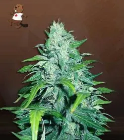 Dwarf Low Flyer Strain Autoflowering Feminized Marijuana Seeds