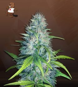 Early Miss Strain Autoflowering Feminized Marijuana Seeds