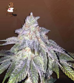 Fruit Circles Feminized Marijuana Seeds