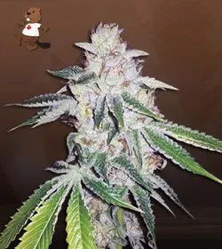 Ghost OG Strain Autoflowering Feminized Marijuana Seeds