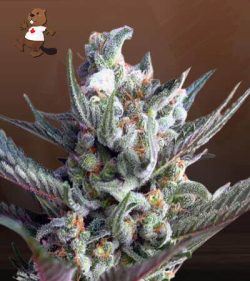 Ghost Train Haze Feminized Marijuana Seeds