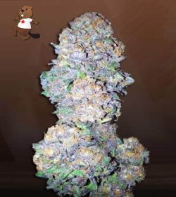 God's Gift Strain Feminized Marijuana Seeds
