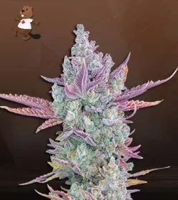 Gorilla Cookies Strain Autoflowering Feminized Marijuana Seeds