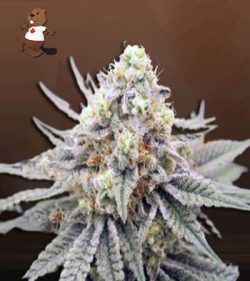 Gorilla Punch Strain Feminized Marijuana Seeds