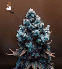 Grape Drink Strain Feminized Marijuana Seeds