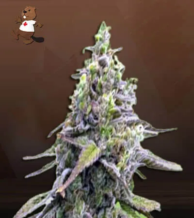 Green Apple Pie Strain Feminized Marijuana Seeds
