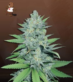 Green Crack Strain Feminized Marijuana Seeds