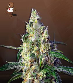 Green Dream Strain Autoflowering Feminized Marijuana Seeds