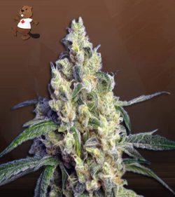 Green Dream Strain Feminized Marijuana Seeds