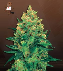 Hash Plant Strain Feminized Marijuana Seeds