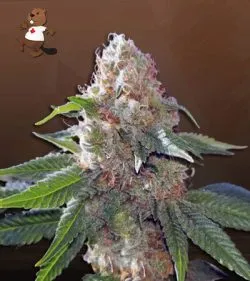 Hawaiian Gold Strain Autoflowering Feminized Marijuana Seeds