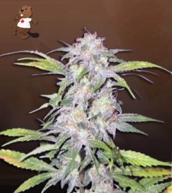 Hawaiian Skunk Strain Feminized Marijuana Seeds