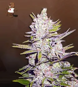 Haze Xtreme Regular Marijuana Seeds