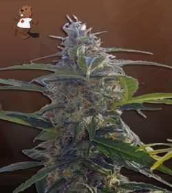Headband Strain Autoflowering Feminized Marijuana Seeds