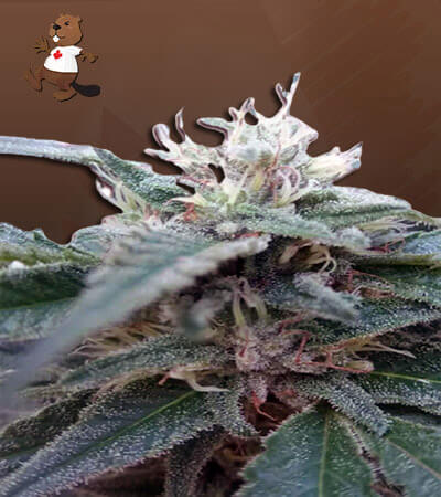 Hemlock Strain Autoflowering Feminized Marijuana Seeds
