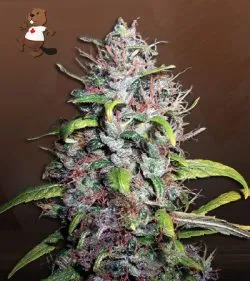 Island Sweet Skunk Strain Autoflowering Feminized Marijuana Seeds