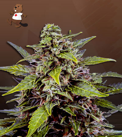 Juicy Fruit Strain Autoflowering Feminized Marijuana Seeds