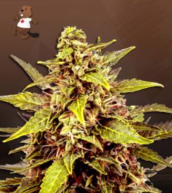 Juicy Fruit Strain Feminized Marijuana Seeds