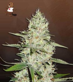 Kali Mist Strain Feminized Marijuana Seeds