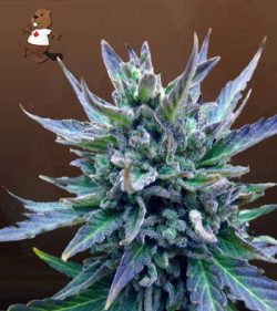 Lamb's Breath Strain Feminized Marijuana Seeds